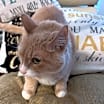 Thumbnail photo of Simba Kitty #4