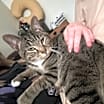 Thumbnail photo of Baki #1