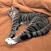 Thumbnail photo of Baki #3