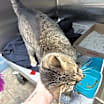Thumbnail photo of Chrissy #3