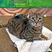 Thumbnail photo of Topaz #3