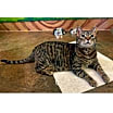 Thumbnail photo of Topaz #4