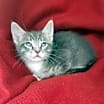 Thumbnail photo of Sterling #1