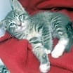 Thumbnail photo of Sterling #2