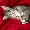 Thumbnail photo of Sterling #3