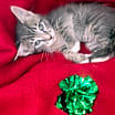 Thumbnail photo of Sterling #4