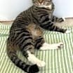 Thumbnail photo of Mocha #2