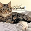 Thumbnail photo of Mocha #3