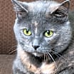 Thumbnail photo of Moonpie #1