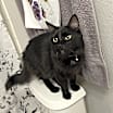 Thumbnail photo of Duchess #1