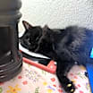 Thumbnail photo of Duchess #2