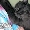 Thumbnail photo of Duchess #3