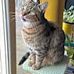 Thumbnail photo of Toffee #1