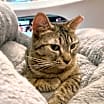 Thumbnail photo of Cranberry #1
