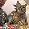 Thumbnail photo of Cranberry #3