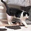 Thumbnail photo of Wally #2