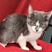 Thumbnail photo of Cora #1
