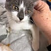 Thumbnail photo of Cora #2