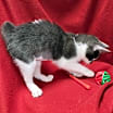 Thumbnail photo of Cora #4
