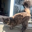 Thumbnail photo of Jelly Bean #4