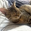 Thumbnail photo of Ducky #3
