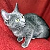 Thumbnail photo of Clementine #2
