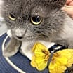 Thumbnail photo of Robin #4