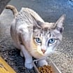 Thumbnail photo of Princess #seeks-attention #2