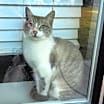 Thumbnail photo of Princess #seeks-attention #3