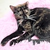 Thumbnail photo of Over Easy #2