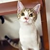 Thumbnail photo of Pippi #1