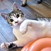 Thumbnail photo of Pippi #2