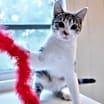 Thumbnail photo of Pippi #3