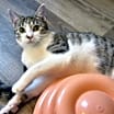 Thumbnail photo of Pippi #4