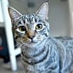 Thumbnail photo of Tuffs #2