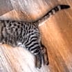 Thumbnail photo of Tuffs #3