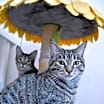 Thumbnail photo of Tuffs #4
