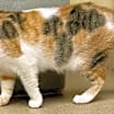 Thumbnail photo of Kiwi #3