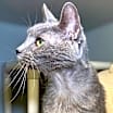 Thumbnail photo of Albus #2