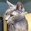 Thumbnail photo of Albus #3