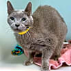 Thumbnail photo of Albus #4