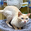 Thumbnail photo of Bernard #3