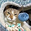Thumbnail photo of Gertrude #2