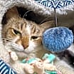 Thumbnail photo of Gertrude #3