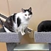 Thumbnail photo of Jinx #2