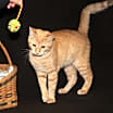 Thumbnail photo of Johnny (Neutered) #3