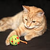 Thumbnail photo of Johnny (Neutered) #4