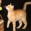 Thumbnail photo of Johnny (Neutered) #1