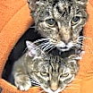 Thumbnail photo of Miss Kitty and Tiger #1