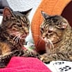 Thumbnail photo of Miss Kitty and Tiger #2